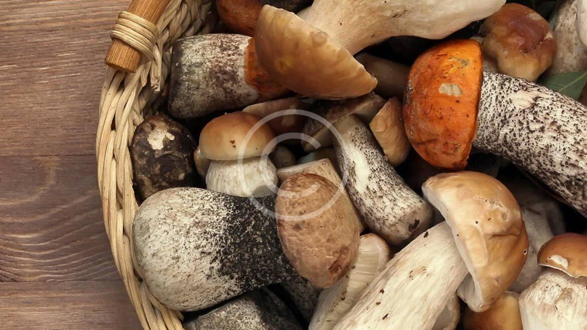 – Selecting & Storing Fresh Mushrooms