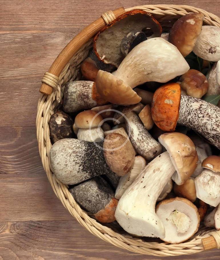 – Selecting & Storing Fresh Mushrooms