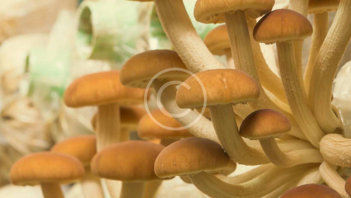 – Why Mushrooms Should be Included in Your Menu