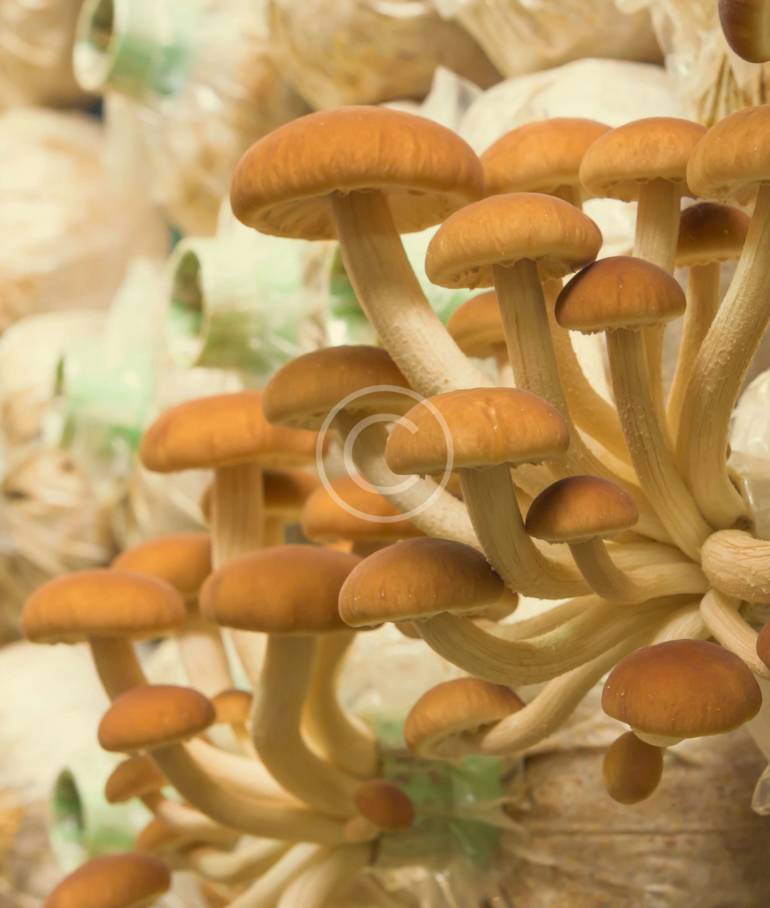 – Why Mushrooms Should be Included in Your Menu