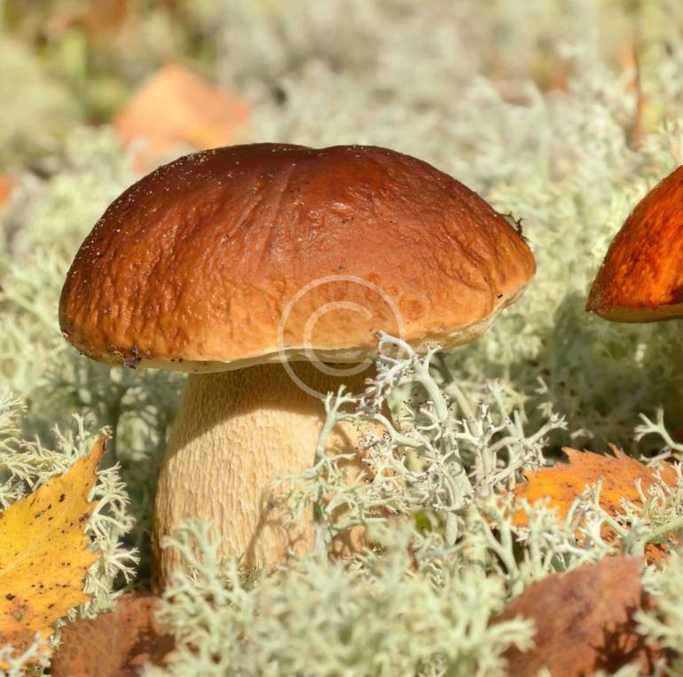 – Pros and Cons of Mushroom Farming